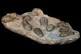 Trilobite (Austerops) Mortality Plate From Jorf - Individuals! #175035-8